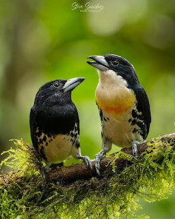 Two black and white birds perched on a moss-covered branch in a green blurred forest setting.