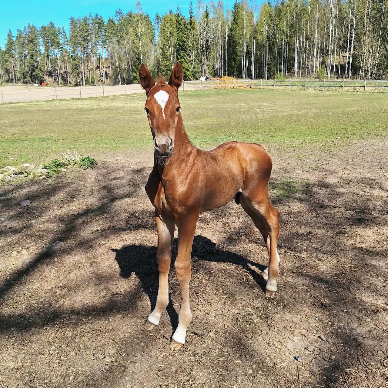 Chestnut foal with white markings standing in a sunny farm paddock