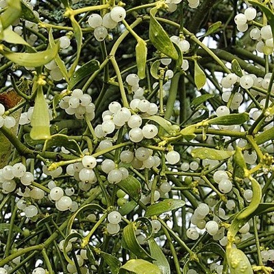 Mistletoe White Berries