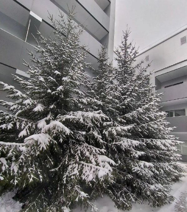 Snow-covered evergreen trees between apartment buildings in winter
