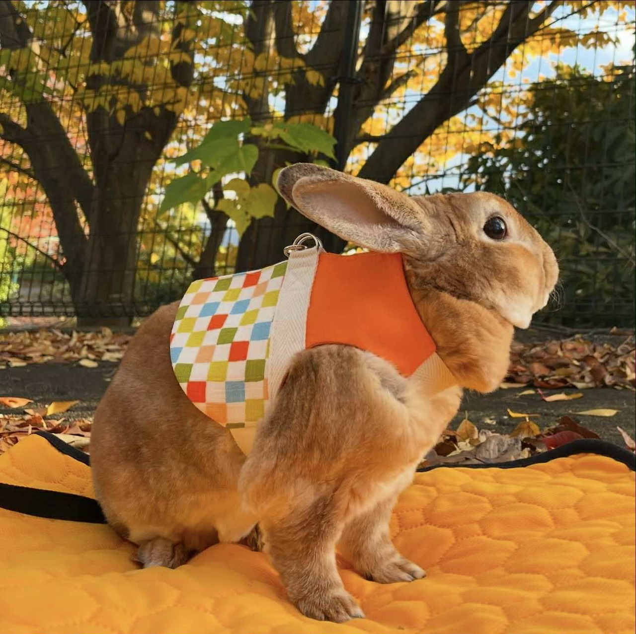 Bunny on a Walk