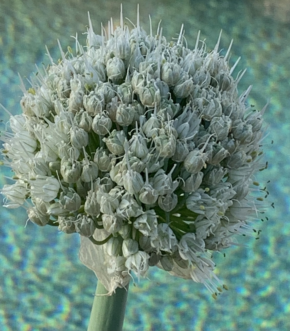 Untitled Image