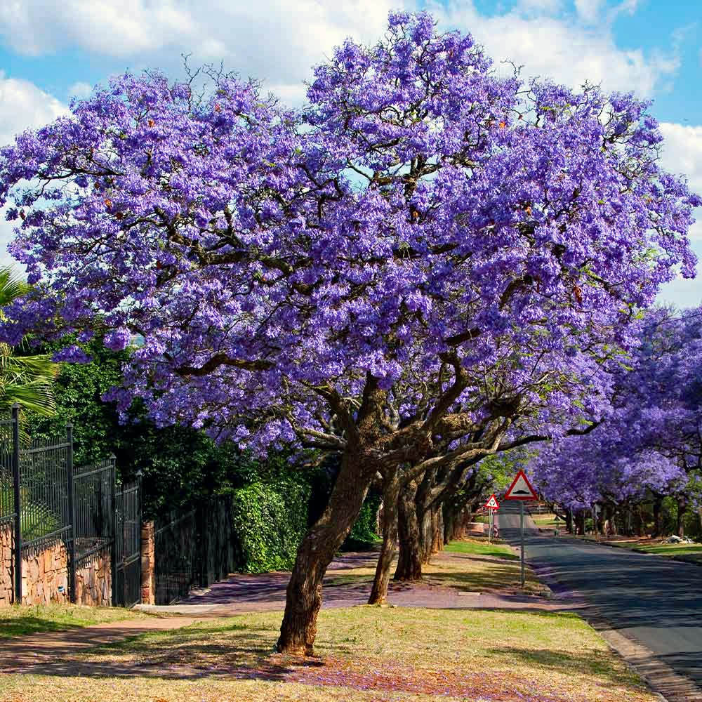 Purple flowering jacaranda tree on suburban street with blue sky