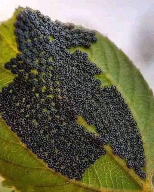 Close-up of dark butterfly eggs clustered in an intricate pattern on a green leaf