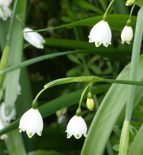 Spring Snowdrops Flowers