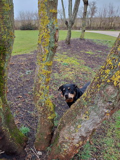 Dog Between Trees