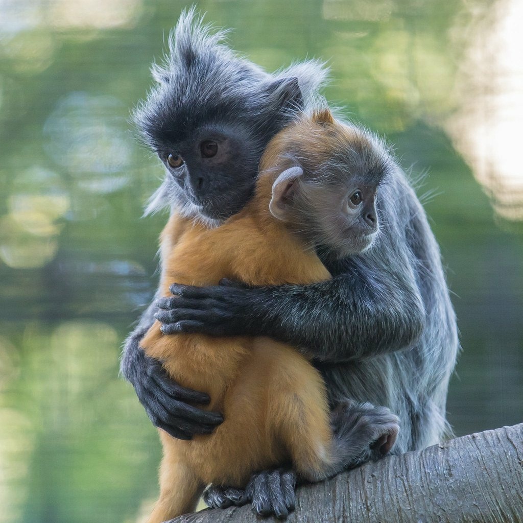 Monkeys Hugging