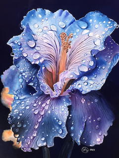Blue hibiscus flower with water droplets on ruffled petals and purple veining
