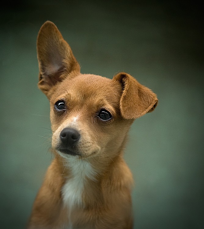 Close-up portrait of a tan chihuahua puppy with one ear up and one folded, against a dark green background