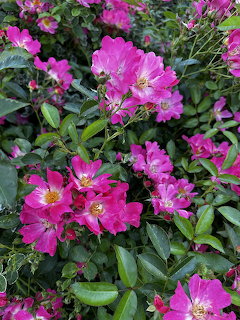 Cluster of bright pink wild roses with yellow centers among green leaves