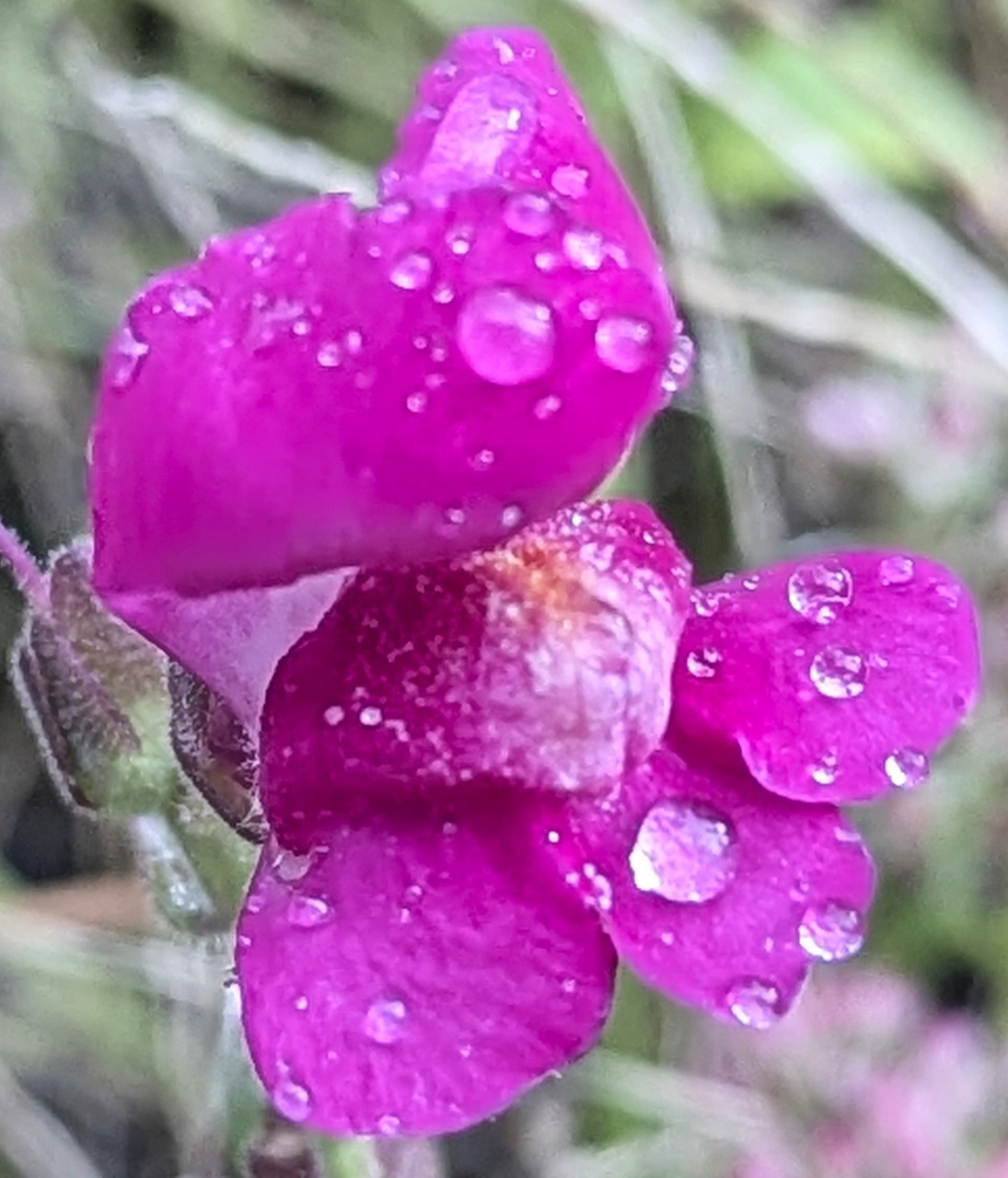 Close-up of a pink snapdragon flower covered with water droplets from rain