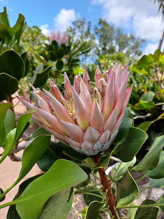 Close-up of a king protea flower with layered pink petals among green foliage against a blue sky