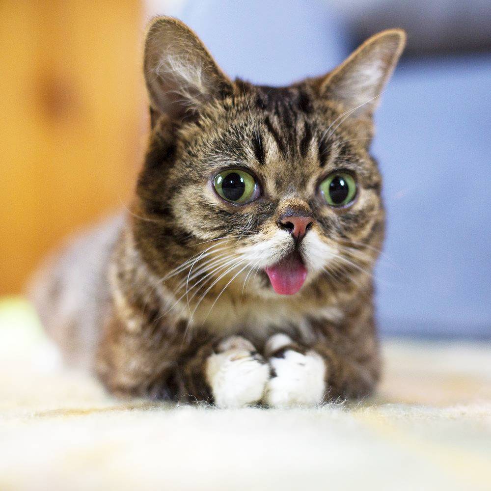 Tabby Cat Tongue Out
