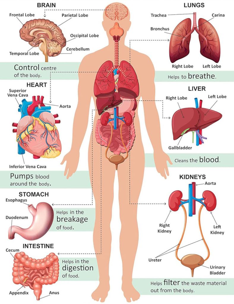 Labeled diagram of human body showing internal organs and anatomical systems