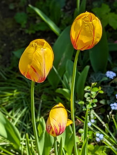 Three yellow tulips with red accents in a green spring garden