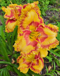 Close-up of a ruffled yellow and red daylily flower with green foliage in the background