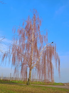 Leafless weeping tree in a grassy field beneath a bright blue sky with a small bird on a branch.