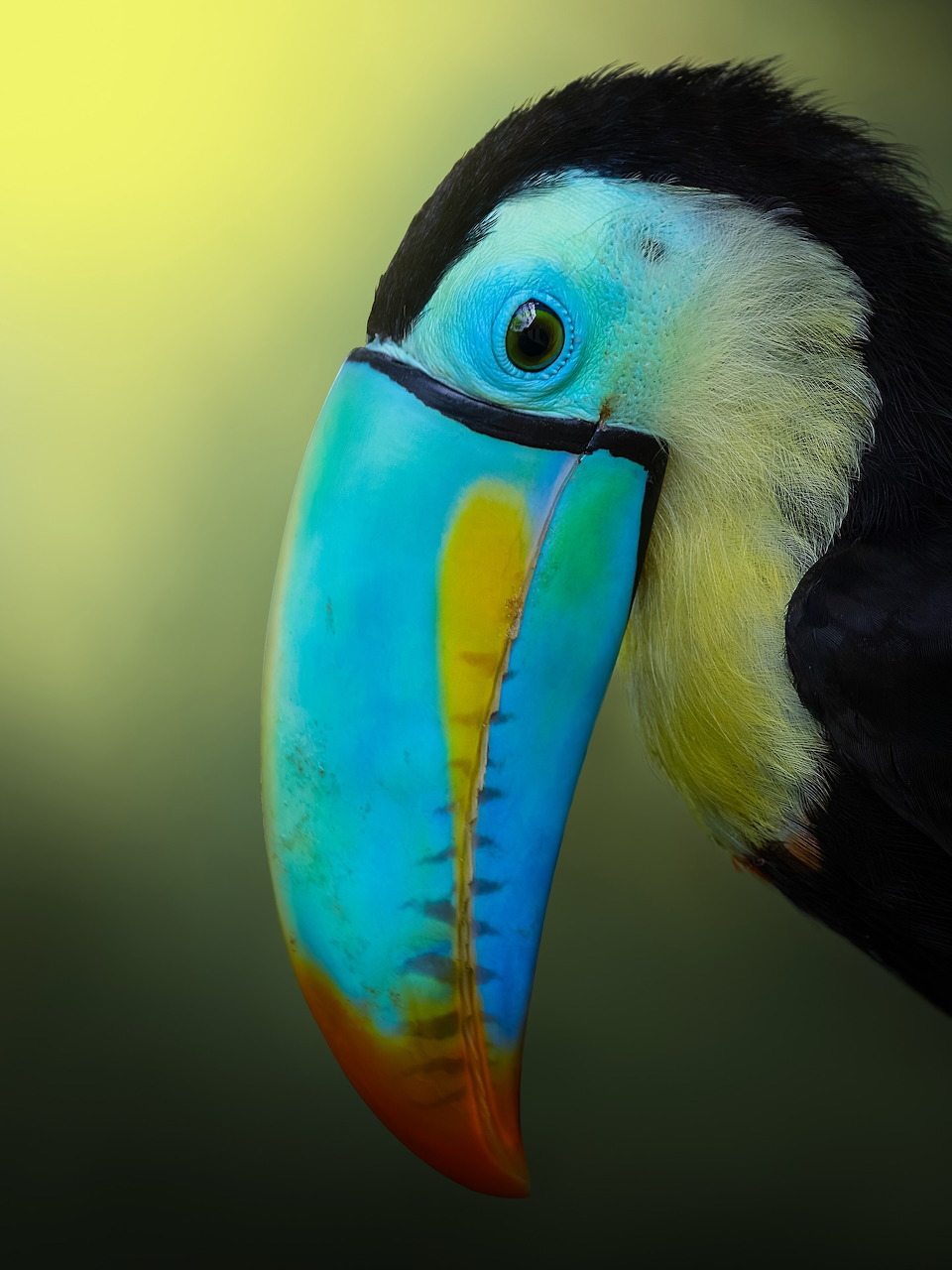 Close-up of a bird's beak with detailed feathers