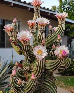 Tall green cactus with multiple white and pink bloms in front of a house