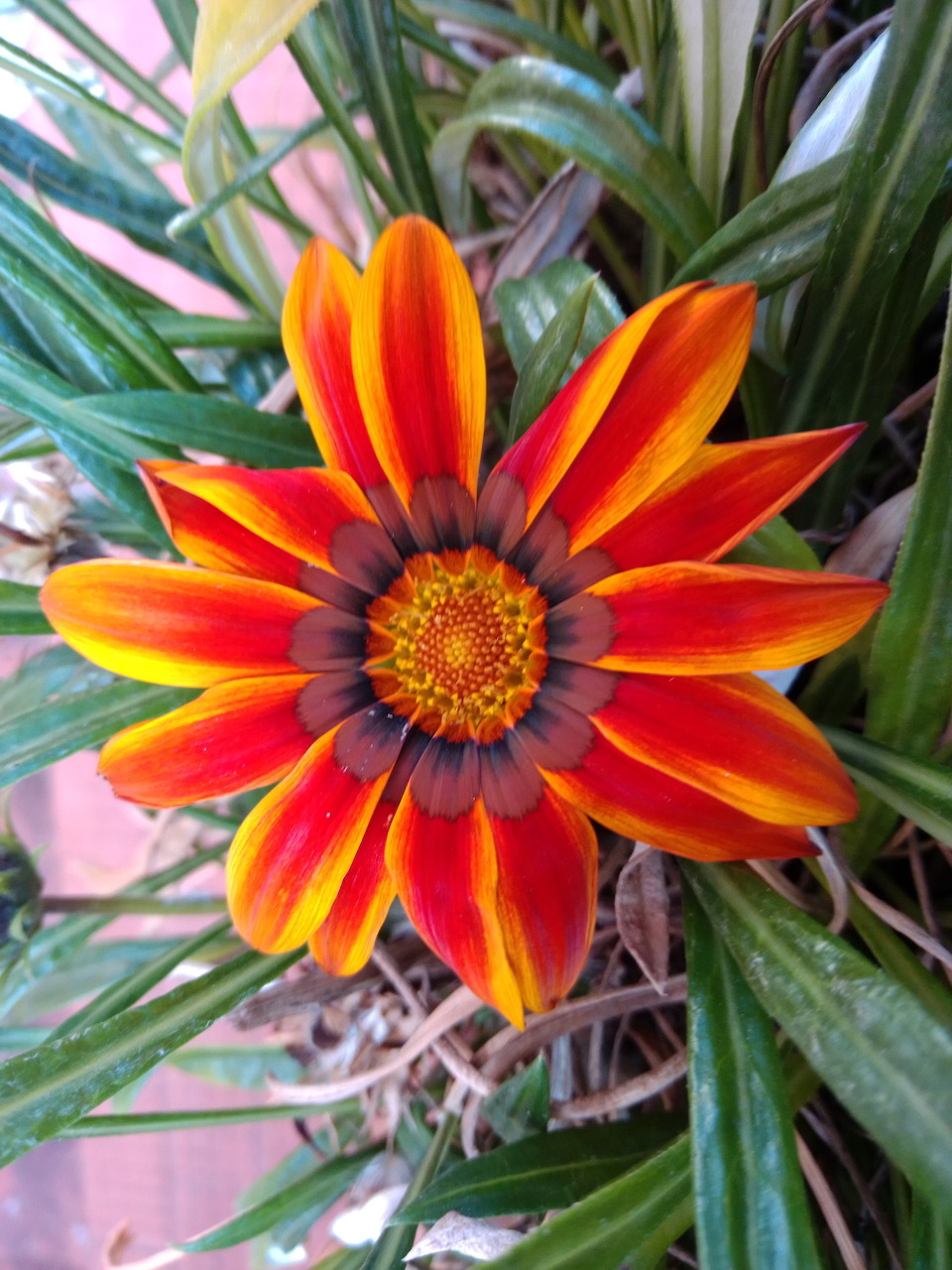 Close-up of a colorful gazania flower with orange, red, and yellow striped petals and a detailed yellow center