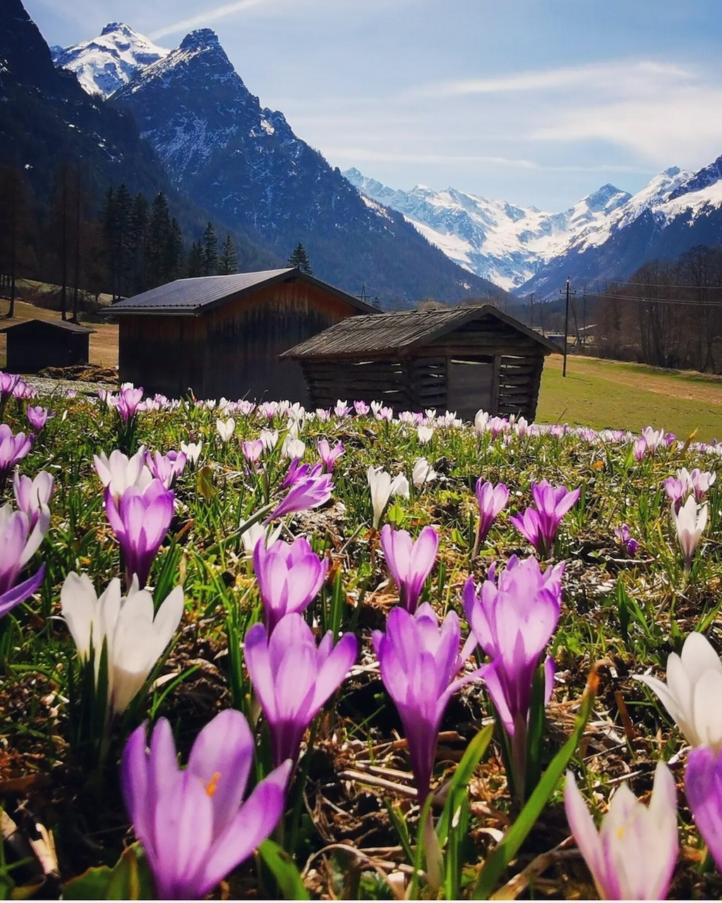 Purple and white crocus flowers in a meadow with wooden huts and snowy Alpine mountains behind
