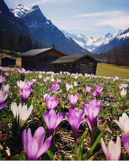 Crocus Flowers Gschnitztal Alps
