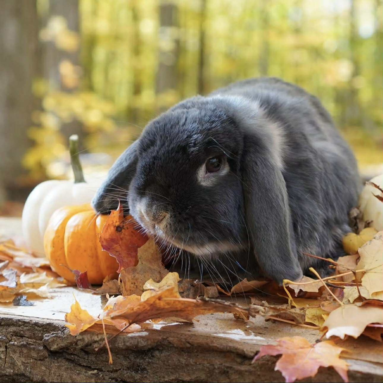 Gray lop-eared rabbit beside small pumpkins on autumn leaves outdoors