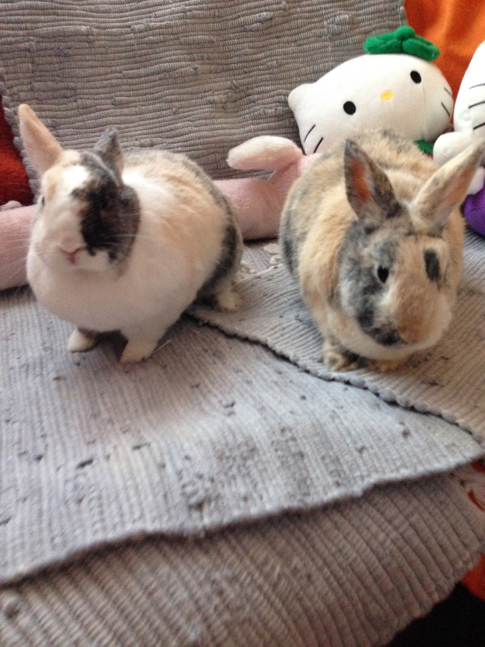 Two pet rabbits sitting on a couch next to a blanket and plush toy