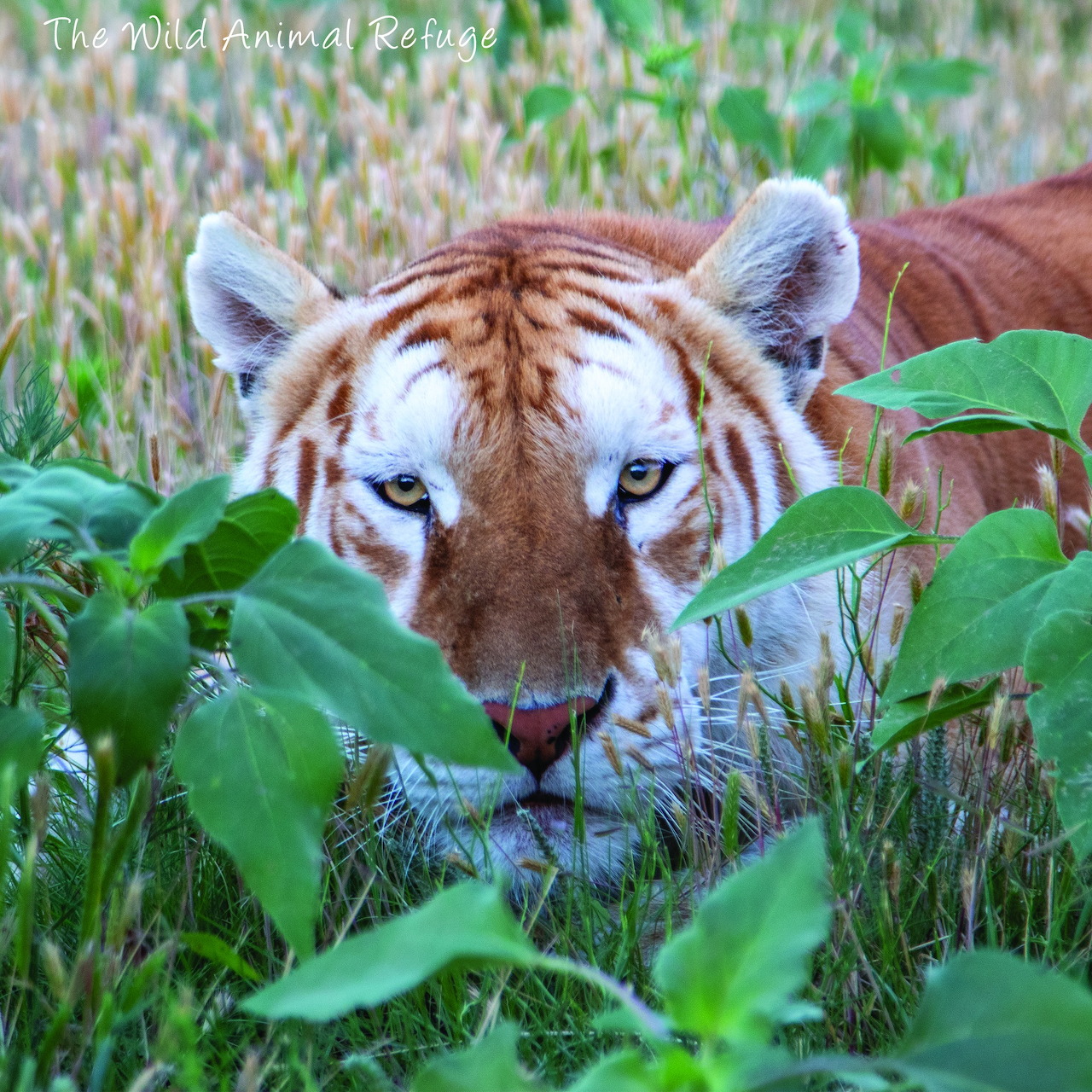 Close-up of a tiger resting in tall grass behind green leaves