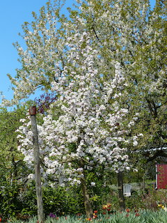 Apple Blossom Tree