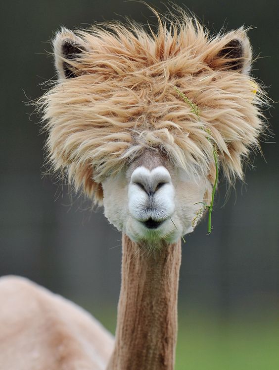Alpaca with wild fluffy blonde hair on its head looking at the camera