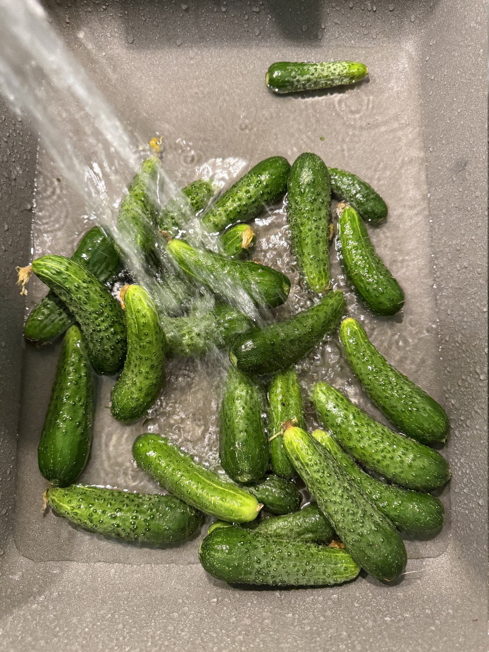 Green cucumbers in a metal sink being rinsed with water