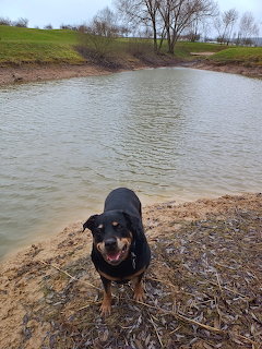 Black dog with tongue out standing beside a pond