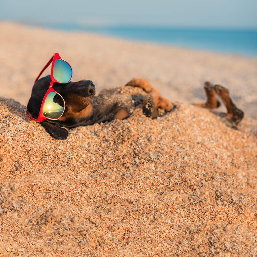 Dog In Sand