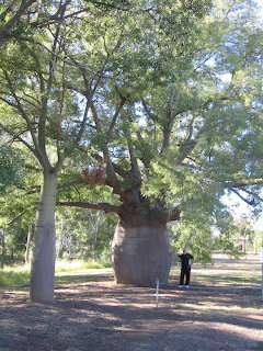 Giant bottle tree with bulbous trunk and a person standing beside it, Roma, Queensland, Australia