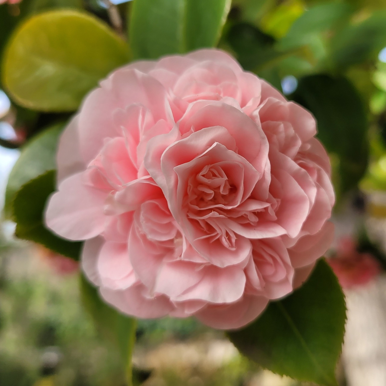 Pink Camellia Flower