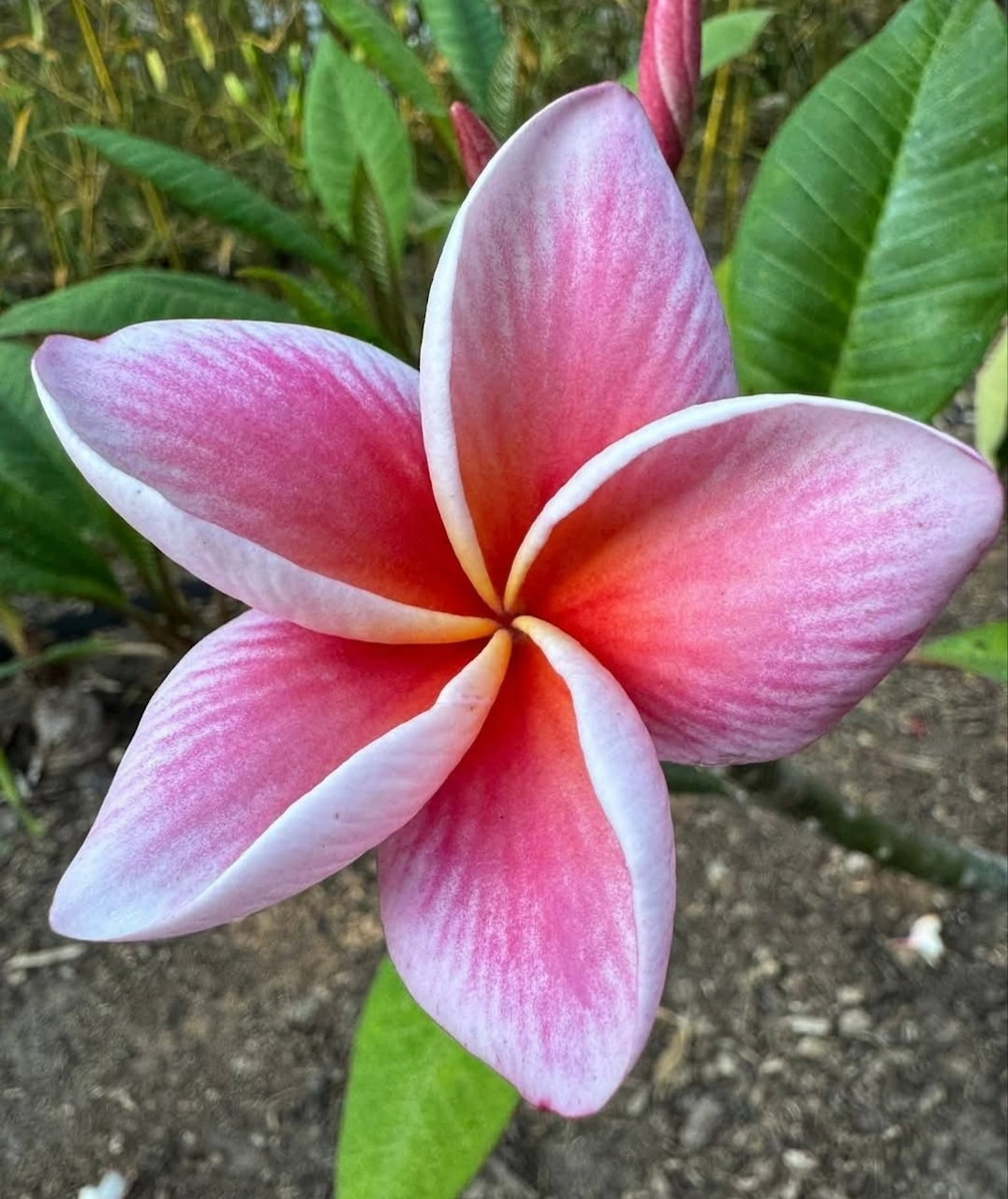Pink Plumeria Flower