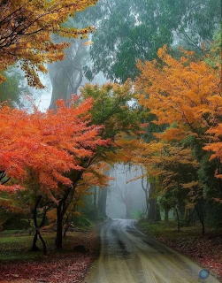 Autumn Road Through Forest
