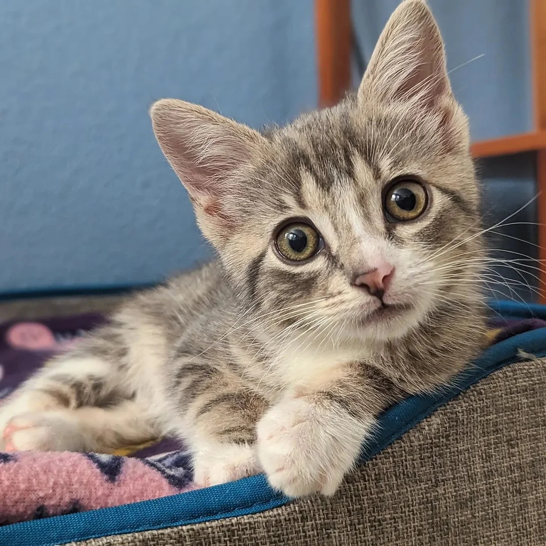 Gray striped tabby kitten with wide eyes resting on patterned textile