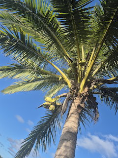 Palm Tree Paradise