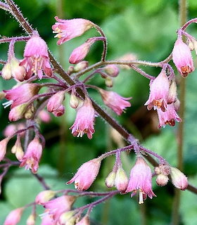 Pink bell-shaped wildflowers with fuzzy stems on green background