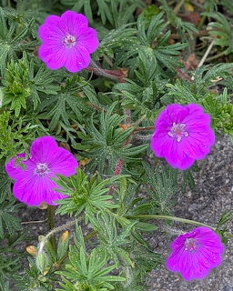 Four bright magenta cranesbill geranium flowers with white centers among green needle-like leaves