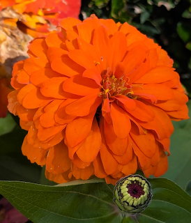 Close-up of a bright orange zinnia flower in full bloom with a green bud beside it