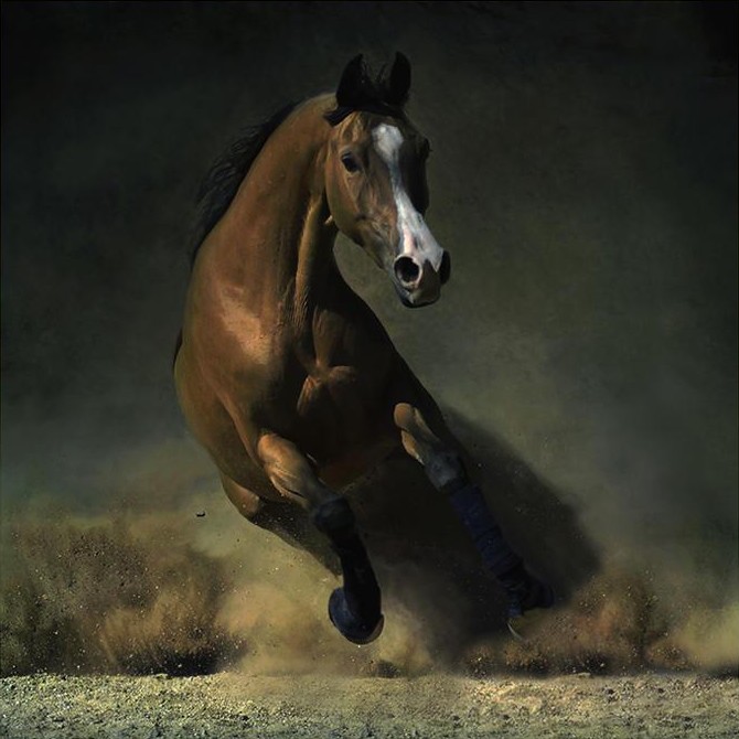 Horse Running in Dust