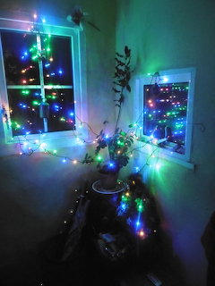 Colorful Christmas lights strung around two windows and a potted plant in a dim room corner