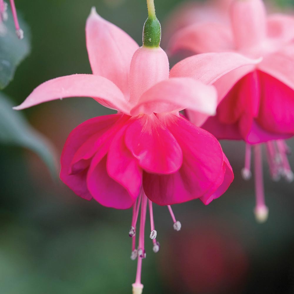 Pink and fuchsia hanging flowers with delicate drooping petals and visible stamens on blurred green background