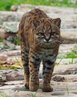 Güiña kod wild cat with spotted fur walking on a log in a forest setting