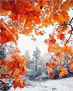 Autumn Leaves and Snow