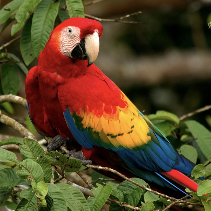 Colorful scarlet macaw parrot with red, yellow and blue feathers perched on a tree branch