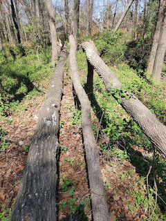 Three fallen tree trunks leaning in a forest with green undergrowth and leaf-covered ground